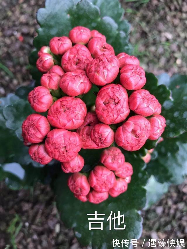 长寿花17个品种,个个都是爆花机器,谁见了都夸!