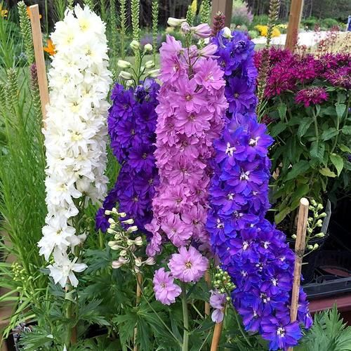 它名“大花飞燕”，花朵又大又密，一枝开100朵，好看好养