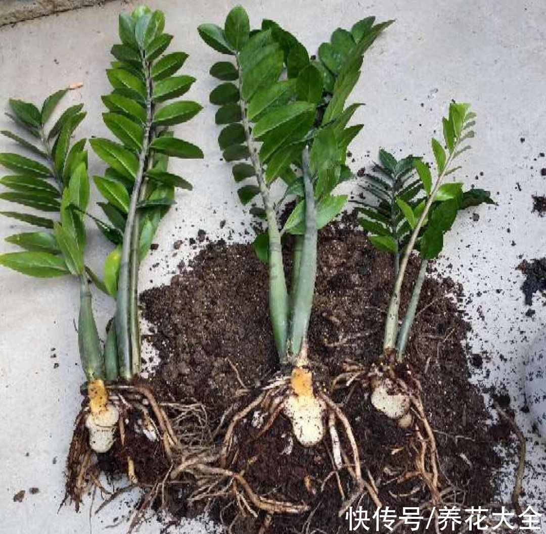蝴蝶兰|7种花，立秋后换盆，秋冬才能越养越好