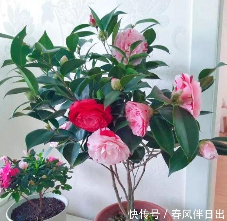 颜值超高的3款花，盛开时繁花似锦，花色美轮美奂