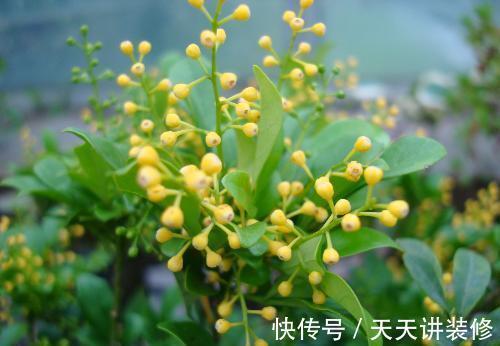 养花试试这几款,颜色比较艳丽独特,花朵好像蝴蝶一样