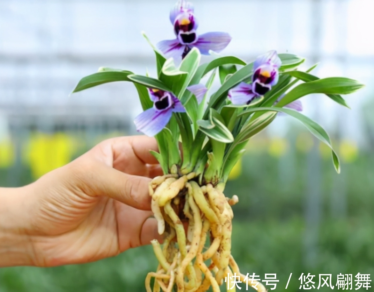 紫月荷|犹如“仙境之花”紫月荷,花开荷瓣,兰香芬芳,叶带金边,易养活