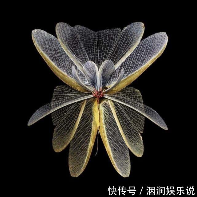 不会飞的动物也想“飞”那些向往飞行的动物学会的第一个“技能”