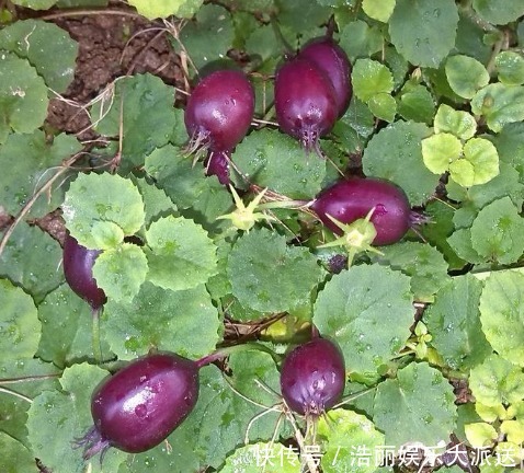 价值|乡下一种不起眼的“地茄子”，不被人摘还被踩踏，殊不知价值极高