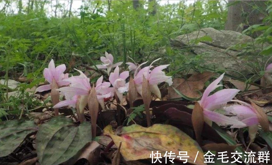 去野外挖植物当盆栽养?4种植物濒危,挖一株少一株