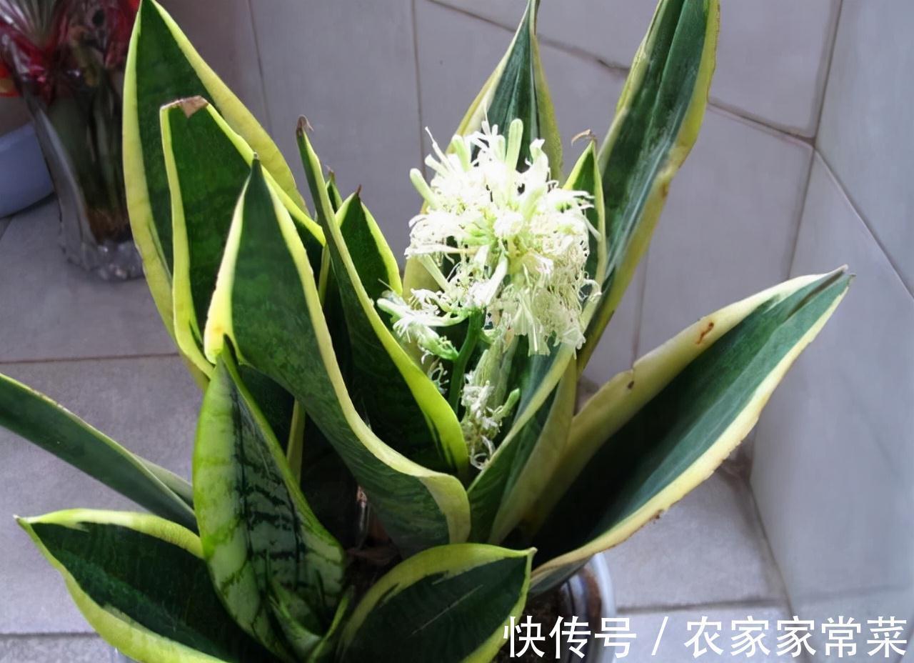 农历九月十八霜降后,养什么花?家里养3种花,柔情似水佳期如梦