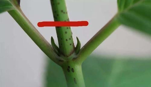  绣球|大花绣球修剪走起，不然来年无法开花