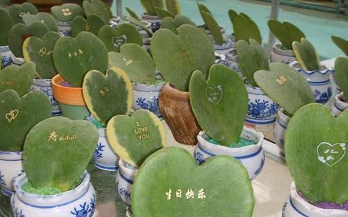 花卉|头次见“这种”花，叶子像颗“心”，好特别、是盆栽佳品