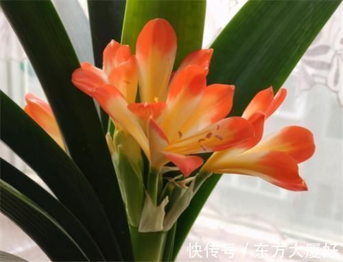 根肥|养君子兰,没事喂点“小零食”,叶绿根肥,花又大又艳