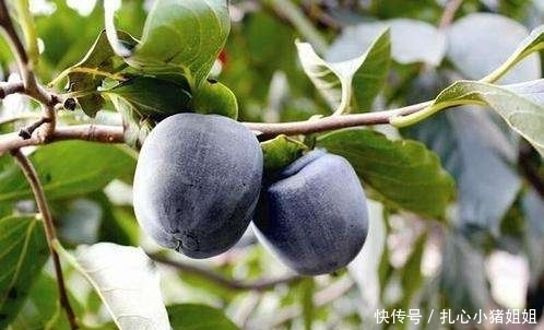 老人|一种水果零下25度冻不死,放3个月时间也不会变质,最适合老人吃