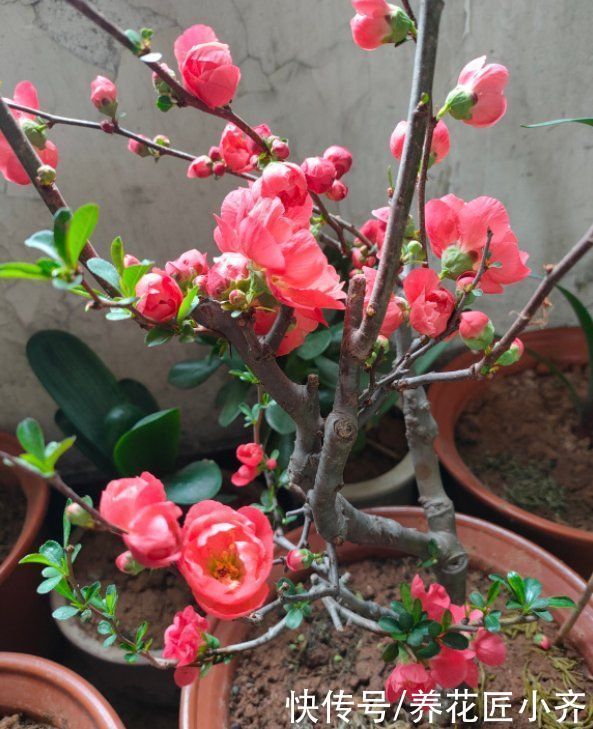 黄泥土的海棠花,想要养好它,首先要会“买”,其次要会“种”