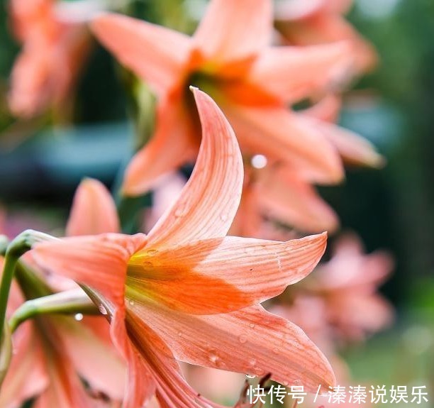 李大爷|李大爷养朱顶红总结“6妙招”,花箭冒不停,一株开8朵