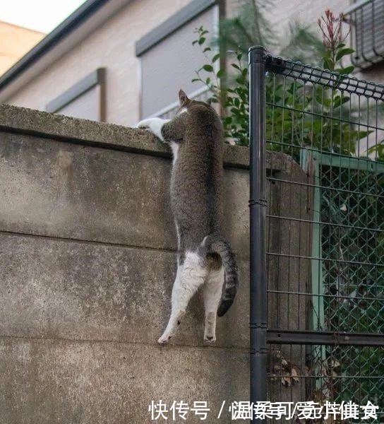 日本|哈哈哈！听说又有沙雕猫被日本手办大佬盯上了！