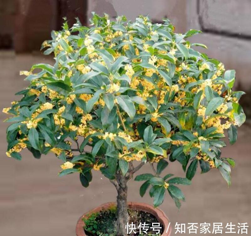 3种“养人树”，漂亮有香味，能吃能观赏，建议至少养一种