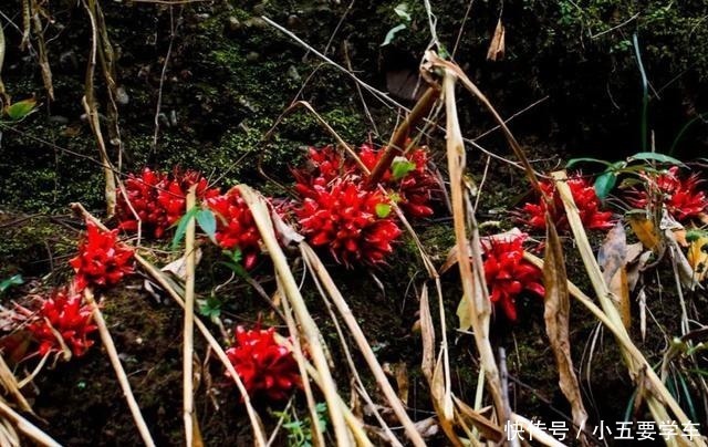 莪术|生姜开花,原来这么美,第一次见到!生姜开花,原来这么美,第一次见到!