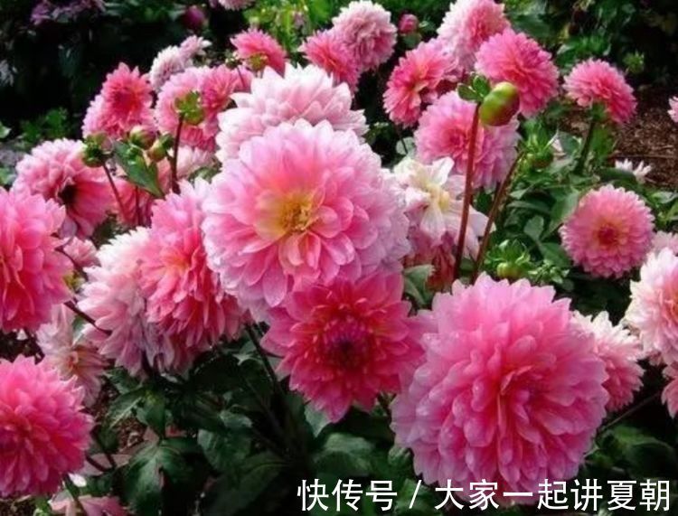 4种花是懒人的最爱，花朵大花期长，年年开花美翻