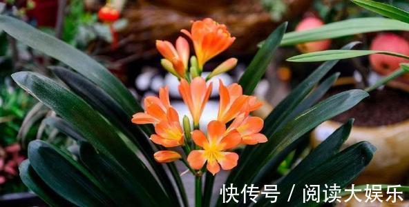 最厉害的养花营养液给君子兰喝一勺，叶子挺拔如折扇，花开不停