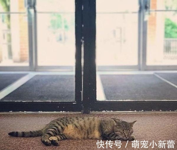 虎斑猫|大学聘请新图书管理员, 只卖萌不干活, 猫咪管理员吸引学生多读书