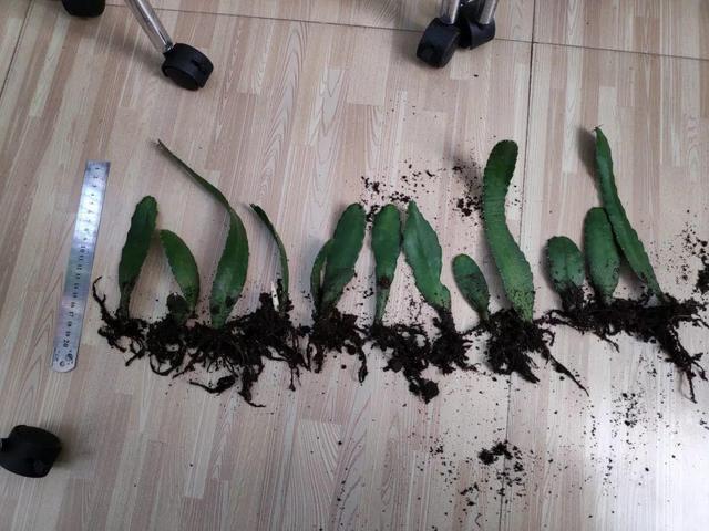 你还买这10种花别再乱花钱了,摘个叶子回家,过几天就变小苗了