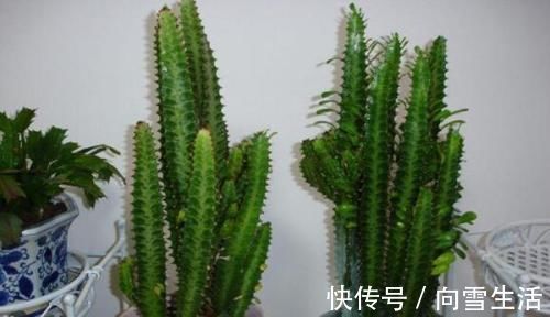 龙骨|这2种花，有水就疯长，拦都拦不住，新手也会养，是盆栽佳品