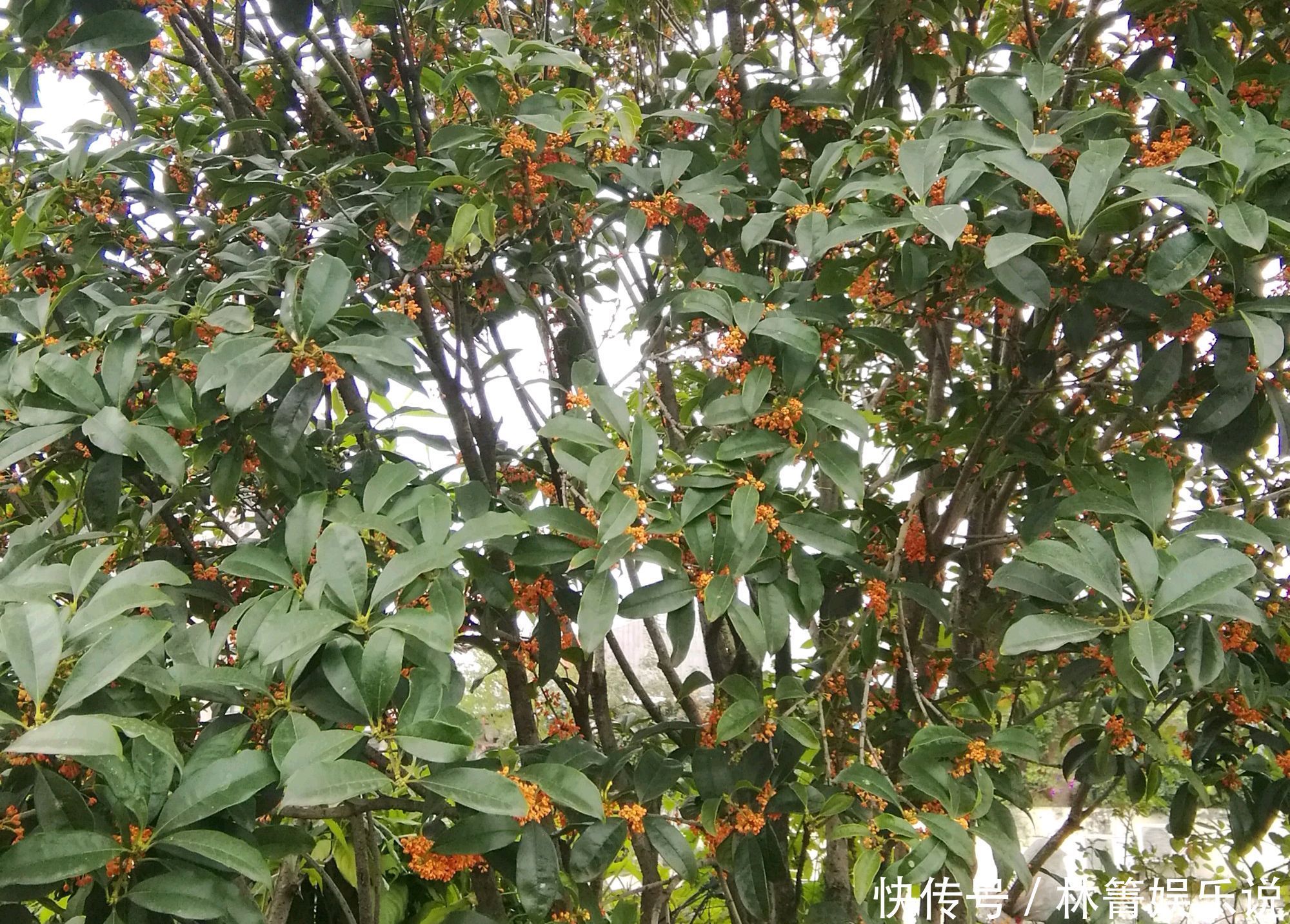 谢花|值得养护的两个桂花品种,开花浓香易爆盆,一年可以连续开三茬花