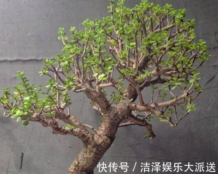 枫树|这“几种花”很便宜，养成“盆景”后，变身为“高价”盆栽！