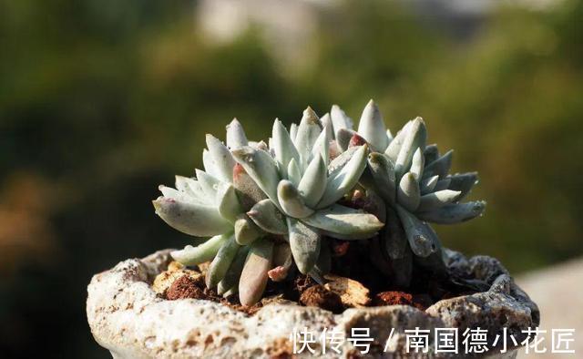 巧克力色|新手选这些“普货”多肉来养，好养又省心，养出状态来也很漂亮