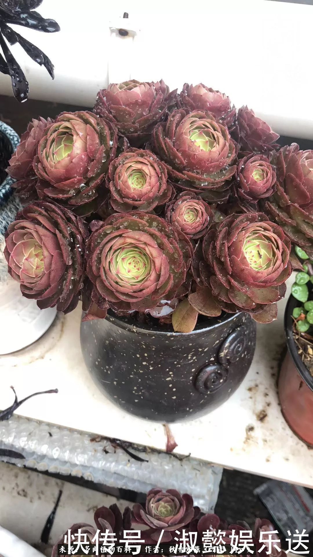 百科|多肉千万种,我独爱法师!爱它的霸气,更爱它的华丽蜕变!