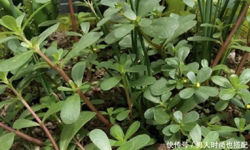 最茂盛|清明过后,这6种野菜不吃太可惜,营养丰富,多吃能增强抵抗力!