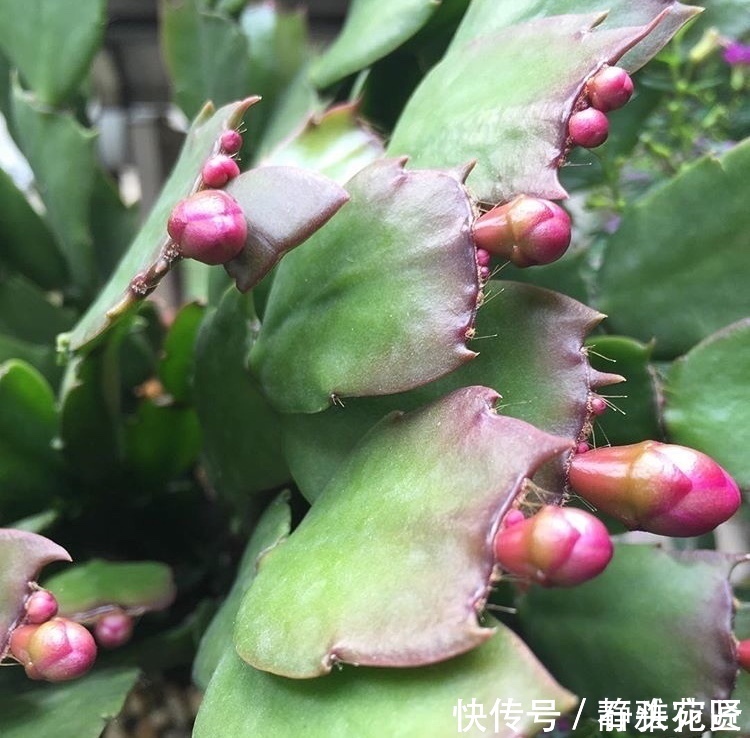 她繁殖蟹爪兰，就用1把“梳子”，3周长出“胡须根”