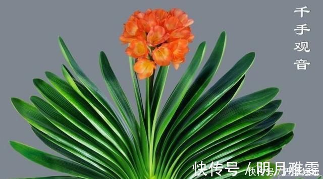 君子兰不开花还总是烂根教你一招,君子兰从此长不停