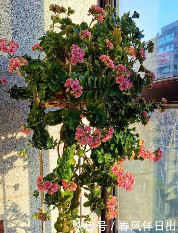 一株普通的长寿花,用4招,养成垂吊型瀑布,花又多又美