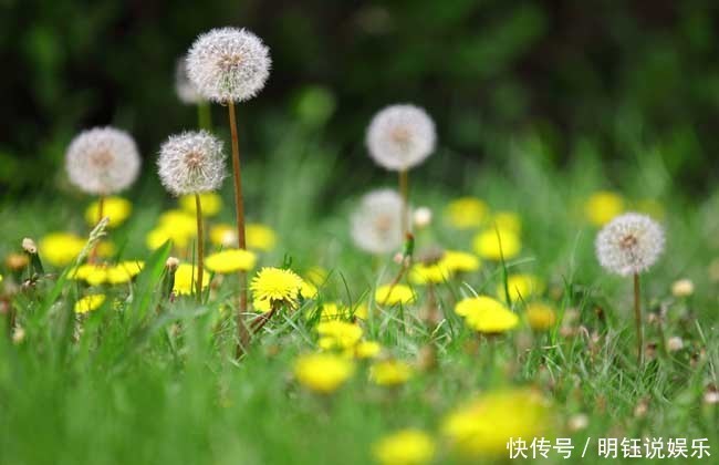 慢性肠炎|蒲公英好吃,却不能乱吃,吃蒲公英有1大禁忌,还有人傻傻不清楚