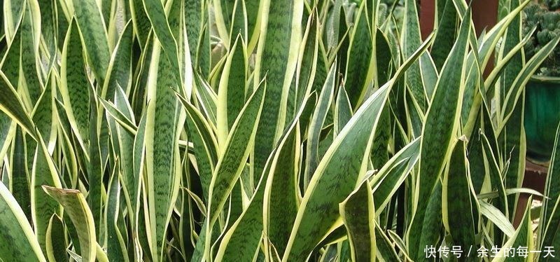 叶片|这3种“金边植物”，有钱人必养！往客厅一摆，难怪越来越富有！