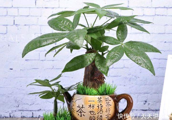 怎样养好发财树盆栽?注意3个小问题,年年翠绿鲜活,叶子多
