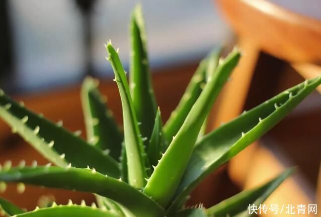 这些花随便扔地上都能长得很好，懒人养花就从这里选