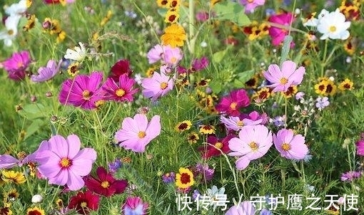 在家务农|未来4天，桃花缠绕，日子惬意，不再停留，诉说痴心，白首不离