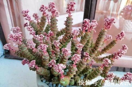 佛珠|3种多肉植物,养在家里,旺财寓意好,值得拥有!