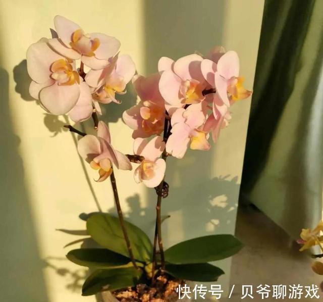 这些“年宵花”,现在开始养,过年就开花,红红火火,吉利喜庆
