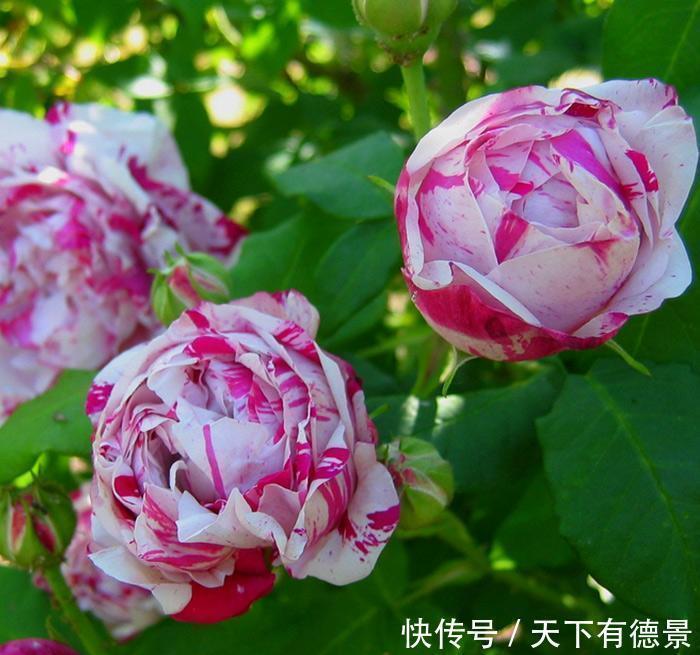 五色梅|这些漂亮花，有个“赖名字”，开花美如画，叫着太“尴尬”