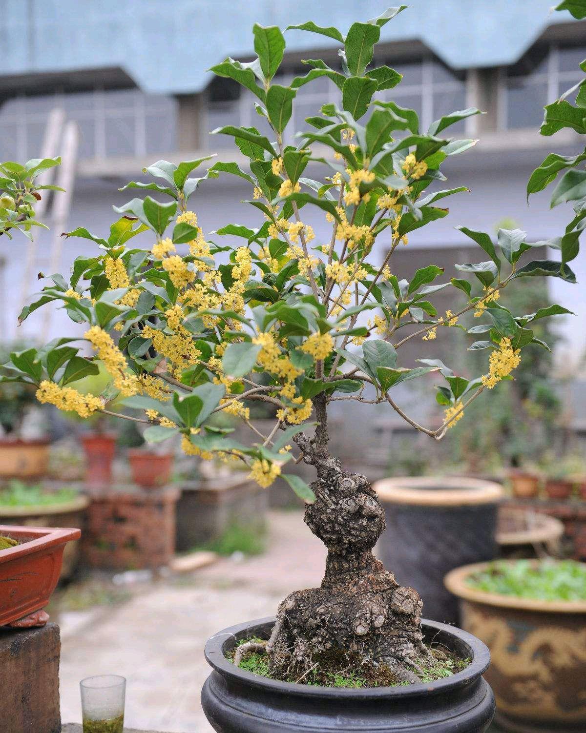 17大吉祥花，客厅有空间一定要养上一盆，好看又好养，养人又旺家