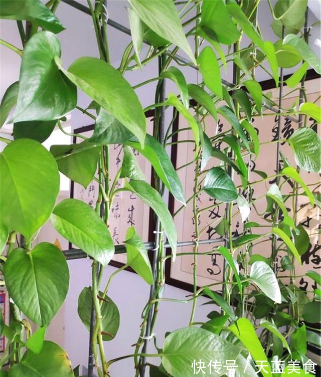 绿萝最喜欢“3种水”,不是淘米水,只需一点点,叶子绿的反光