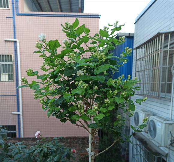 漂亮|6种漂亮花,夏天不怕高温,暴晒,越晒花越多,花开爆盆小半年