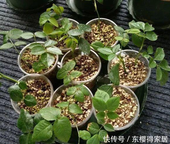 品种|6月份扦插,选好合适的植物品种,沾土、泡水都能活