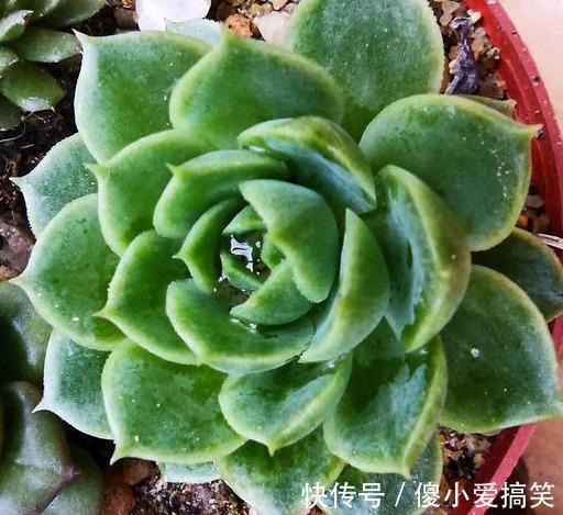 多肉有4个表现,证明已经“苏醒”,浇水施肥要跟上