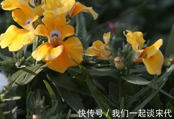 仙气十足|此款木本花卉,花开媲美牡丹,仙气十足,花香怡人,堪称盆栽佳品