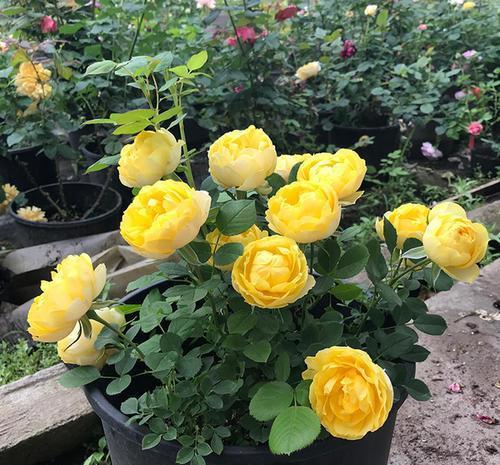 海神王|这些月季专为阳台而生,分枝多开花旺抗病性强,好养好看适合新手