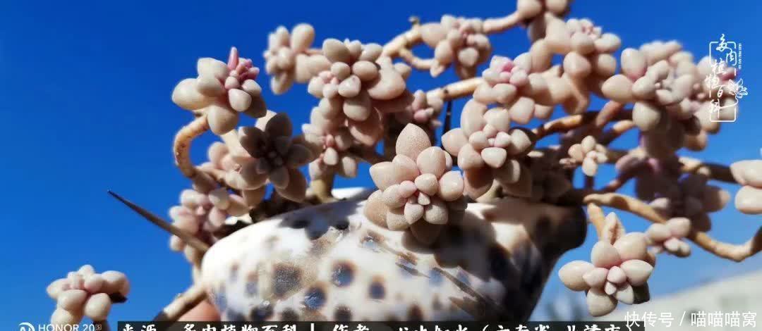 多肉|你是爱,是暖,是希望,你是人间四月天!