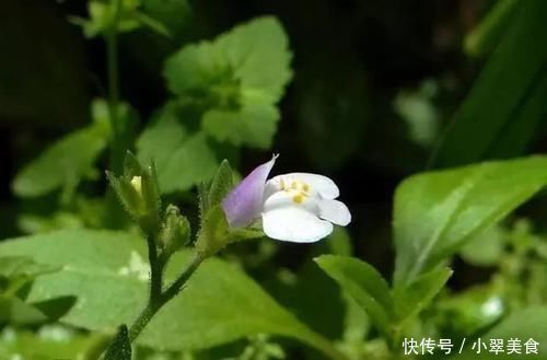 农村一种草，看起来不起眼，价值却好珍贵，治烫伤效果极好