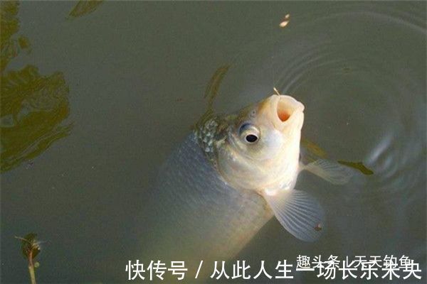 进食|三伏天钓鲫鱼，鱼口轻微，只需用这几招，鲫鱼连竿上，很过瘾